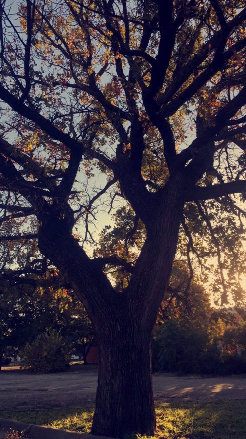 A+crisp+morning+air+with+the+sun+rising+in+the+east.+Leafs+on+this+tree+have+fallen+off.+